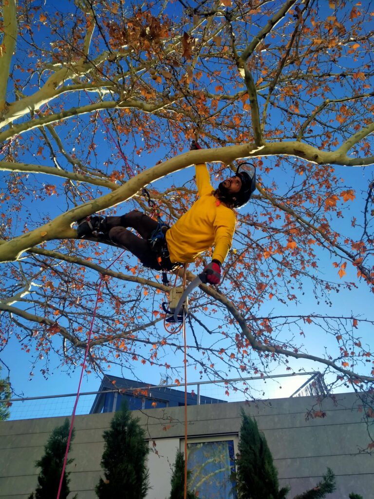Una persona con camiseta amarilla y equipo de seguridad trepa por un árbol grande con escasas hojas otoñales, ayudándose de cuerdas, realizando poda en altura en Madrid con un cielo azul claro y un edificio al fondo.