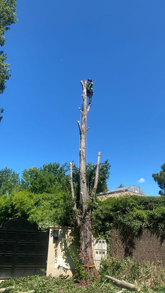 Una persona equipada con material de seguridad está realizando una poda en altura en Madrid: trepa y poda la copa de un tronco alto y desnudo en una zona ajardinada con árboles frondosos y una casa con techo abovedado, bajo un cielo azul y despejado.