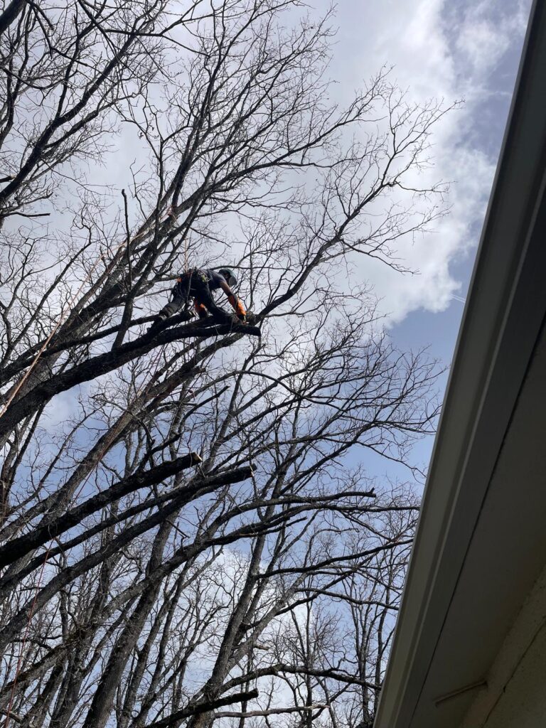 Una persona equipada con material de seguridad utiliza una motosierra para cortar ramas en lo alto de un árbol sin hojas, realizando una poda en altura en Madrid bajo un cielo despejado con algunas nubes dispersas y con el tejado de un edificio visible a la derecha.