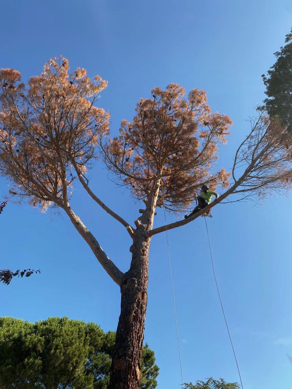 Una persona equipada para la poda en altura en Madrid se encuentra encaramada en lo alto de una gran rama de árbol, sujetando una cuerda entre las ramas altas y dispersas. El cielo azul claro y la vegetación que se extiende a sus pies crean un impresionante telón de fondo.