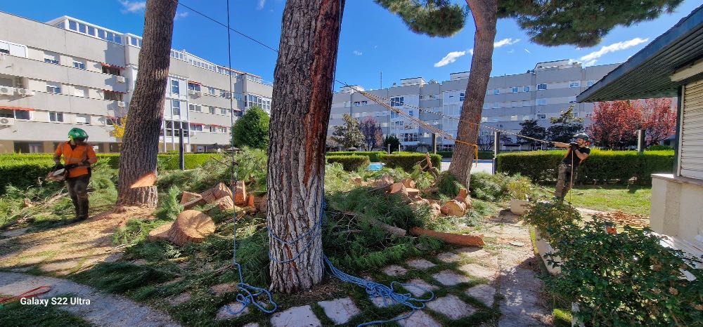 Dos trabajadores, equipados con material de seguridad, realizan una poda en altura en Madrid, talando un árbol de gran tamaño en un patio lleno de ramas, troncos, cuerdas y serrín, con un edificio de varias plantas como telón de fondo bajo el cielo azul.