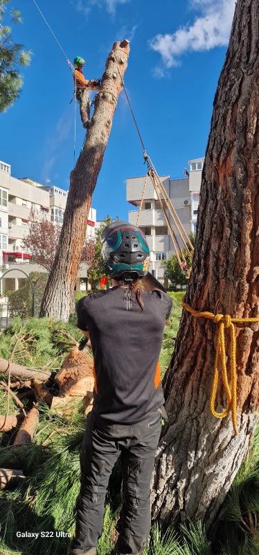 Un trabajador, equipado con material de seguridad, se encuentra junto a un árbol de gran tamaño, guiando un tronco talado que se está bajando con cuerdas, mientras otro trabajador realiza una poda en altura en Madrid, en lo alto del árbol, con edificios de viviendas al fondo.