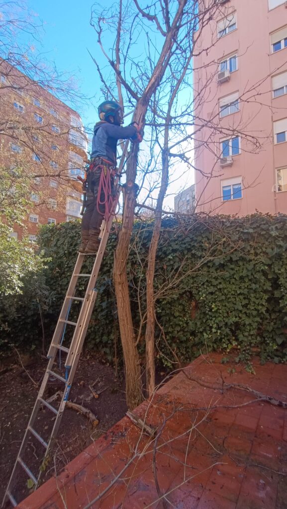 Una persona que lleva equipo de seguridad está de pie sobre una escalera, realizando trabajos en altura en Madrid, podando las ramas de un árbol alto en un patio urbano, con bloques de pisos y paredes cubiertas de hiedra al fondo.