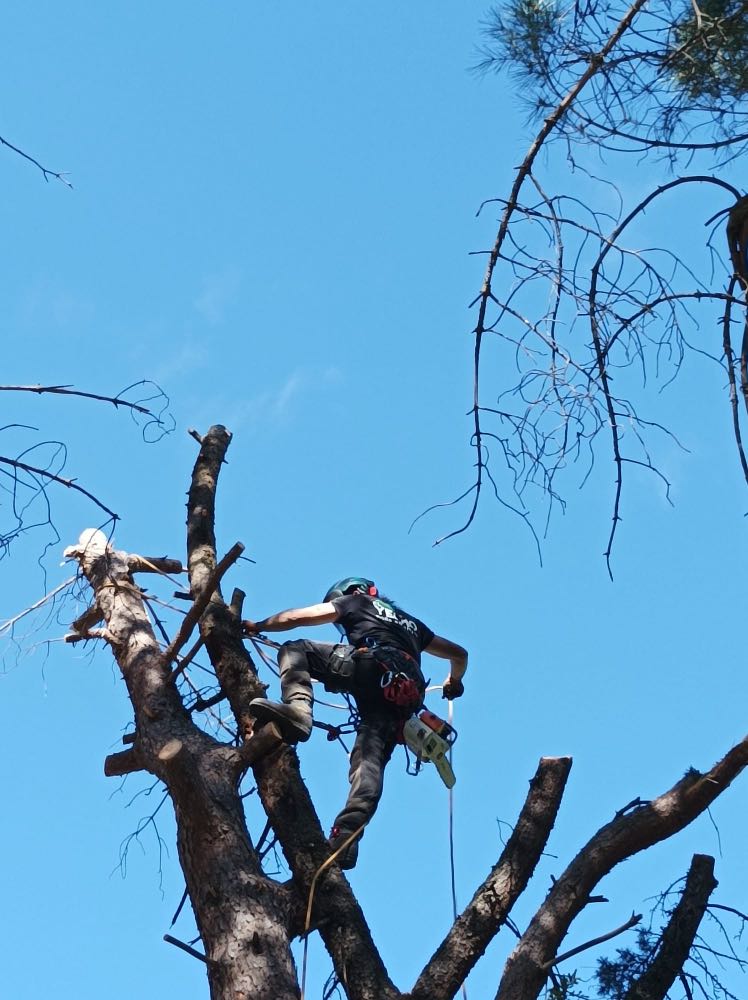 Poda en altura en Madrid
