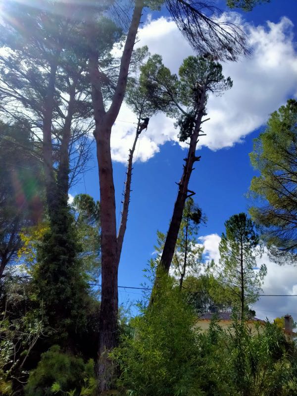 En Madrid, unos altos pinos de follaje escaso se recortan contra un cielo azul brillante, donde la poda en altura garantiza su buen estado. La luz del sol se filtra a través de las ramas y, a los pies de los árboles, crecen arbustos verdes.