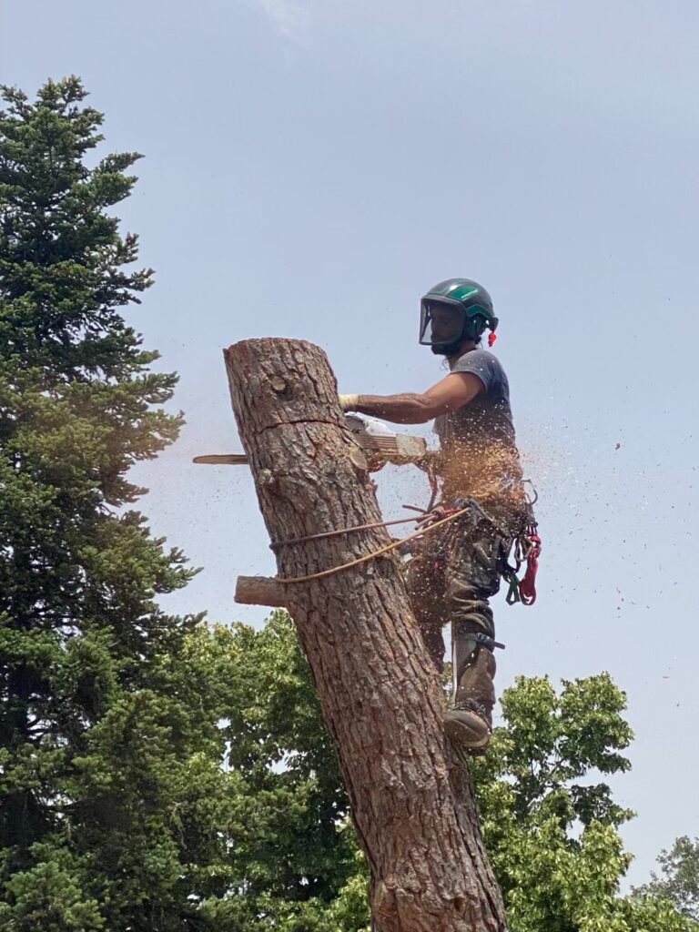 Un trabajador, equipado con material de seguridad, utiliza una motosierra para cortar el tronco de un árbol de gran tamaño a gran altura, realizando una poda en altura en Madrid. El serrín sale volando mientras unos altos árboles verdes y un cielo azul llenan el fondo.