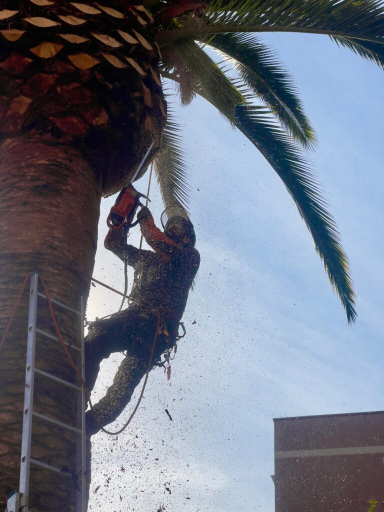 Un trabajador, equipado con material de seguridad, utiliza una motosierra para podar una palmera alta, realizando una poda en altura en Madrid. El serrín y los restos vuelan contra el cielo azul, con una escalera y un edificio parcialmente visibles cerca.