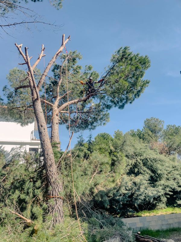 Una persona, equipada con material de seguridad, poda las ramas más altas de un pino alto con cuerdas —poda en altura en Madrid—, rodeada de ramas cortadas, con el cielo azul y el follaje verde como telón de fondo, en una zona residencial.
