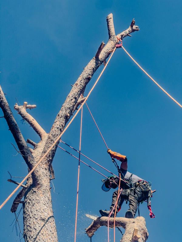 Un arbolista, equipado con material de seguridad y un arnés, utiliza cuerdas para trepar y podar las ramas de un árbol enorme en lo alto, con un cielo azul claro de fondo, lo que pone de manifiesto su pericia en la poda en altura en Madrid.