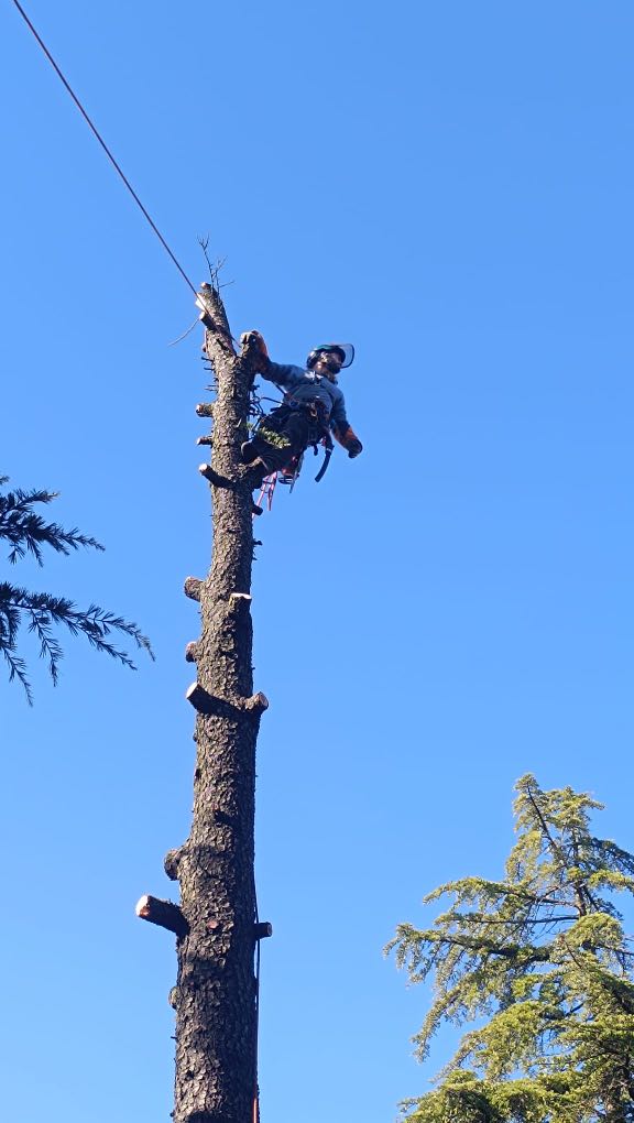 Una persona equipada con material de seguridad y casco está realizando trabajos en altura en Madrid, trepando por el tronco de un árbol alto y casi sin ramas con cuerdas y un arnés, bajo un cielo azul y despejado. Se han cortado algunas ramas y se ven otros árboles más abajo.