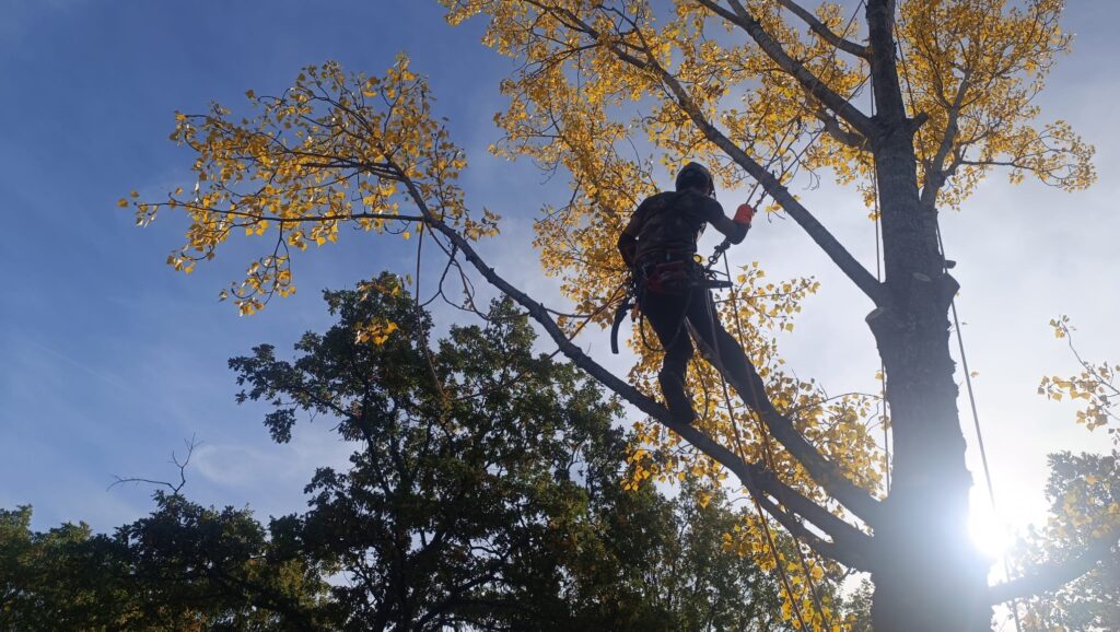 Una persona equipada con material de seguridad trepa hasta lo alto de un árbol con hojas amarillas de otoño, recortada contra un cielo luminoso: un experto en poda en altura en Madrid, trabajando bajo la luz del sol que se cuela entre las ramas.