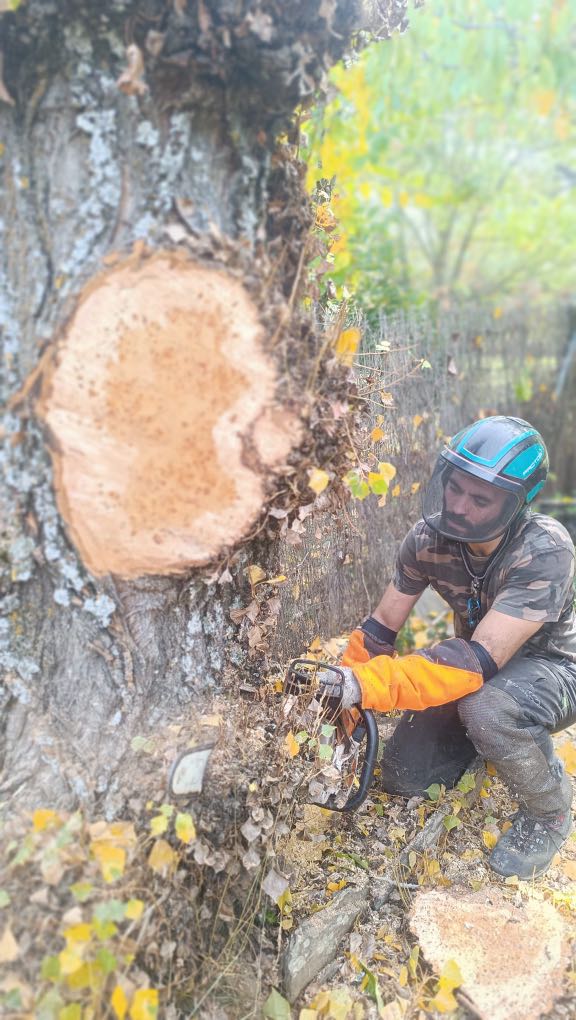 Una persona que lleva equipo de seguridad y guantes naranjas utiliza una motosierra para talar un árbol grande durante una poda en altura en Madrid, con serrín y hojas caídas esparcidas a su alrededor en una zona boscosa al aire libre.