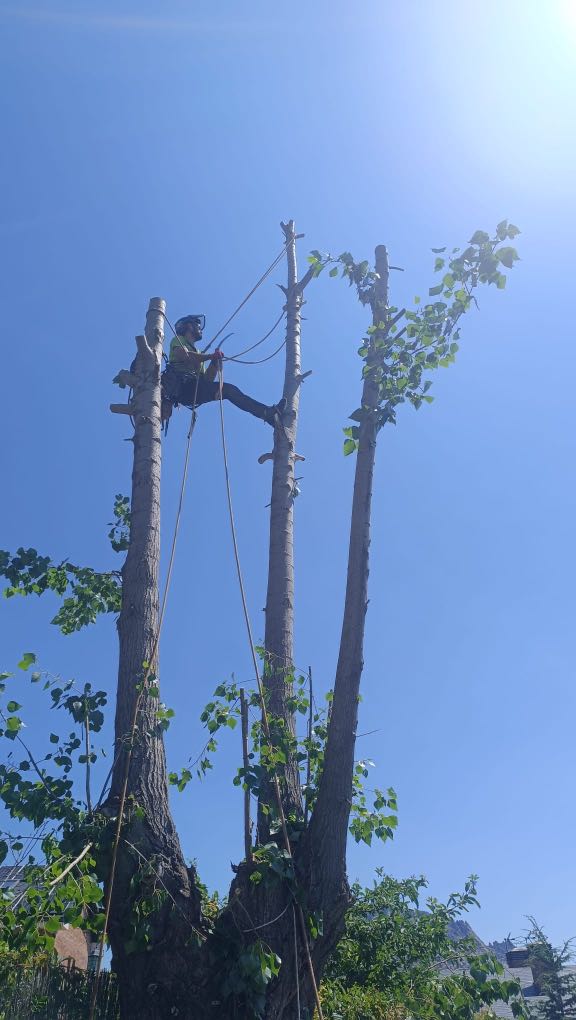 Una persona equipada con material de seguridad está realizando trabajos en altura en Madrid: trepa y poda un árbol alto con cuerdas en un día soleado, bajo un cielo azul y rodeada de hojas verdes.