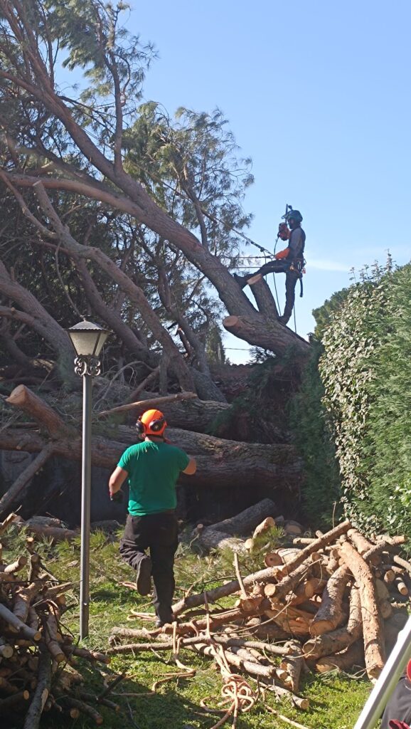Dos trabajadores, equipados con material de seguridad, realizan trabajos en altura en Madrid, cortando con motosierras un gran árbol caído en un patio. Uno de ellos se encuentra en el suelo y el otro está en lo alto, entre ramas y troncos, cerca de una farola.