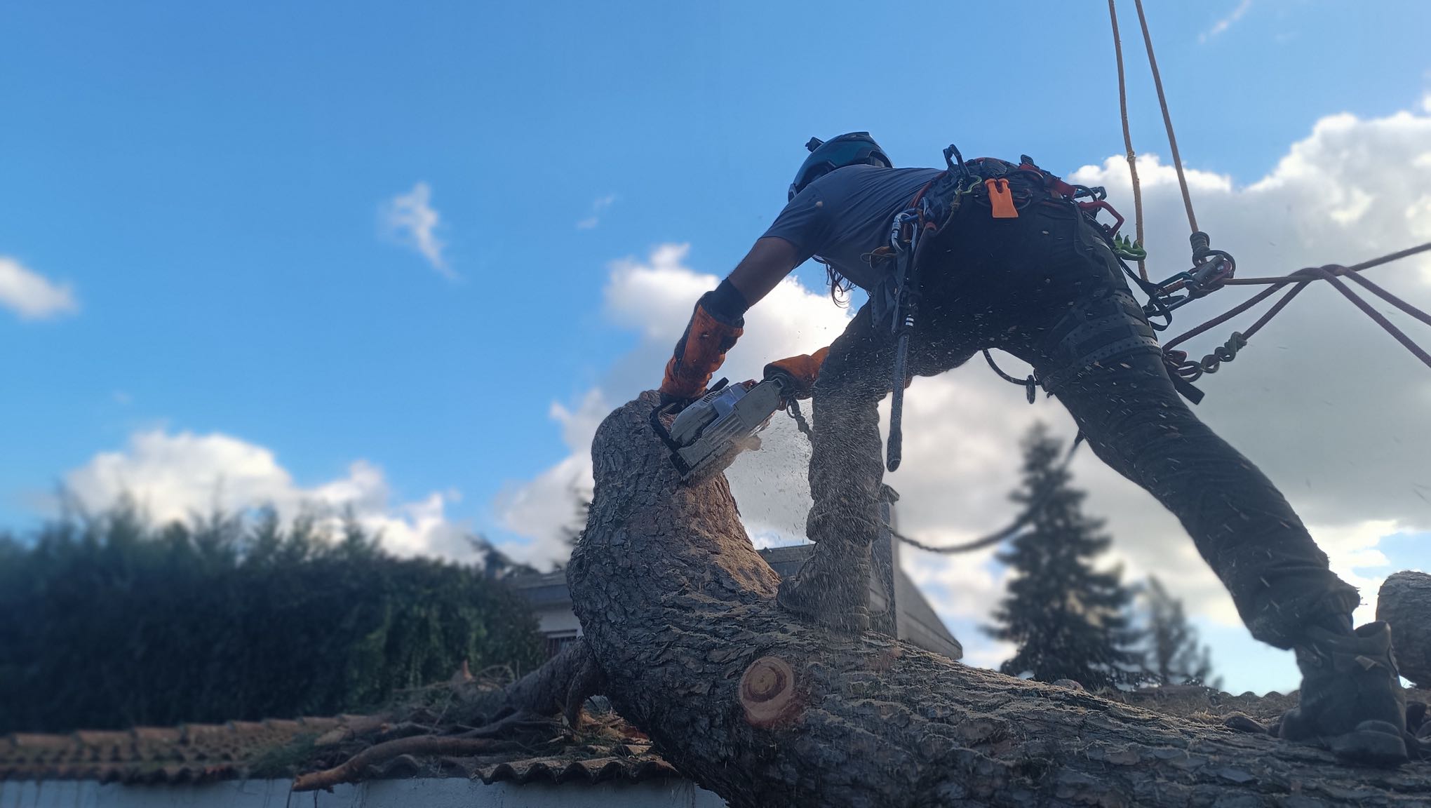 Poda en altura en Madrid