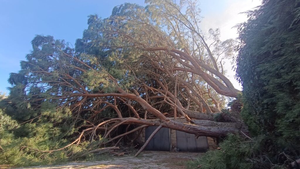 Se ha caído un árbol enorme, cuyas ramas se extienden por el suelo y bloquean la entrada del garaje. El cielo está despejado y azul, lo que recuerda a los propietarios la importancia de la poda en altura en Madrid para la seguridad.