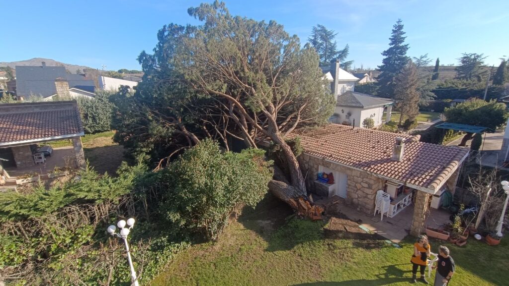 Un gran árbol caído se encuentra atravesado sobre el tejado y el jardín de una casa, causando daños visibles. Dos personas observan la escena desde fuera, lo que pone de manifiesto la necesidad de la poda en altura en Madrid. En este día soleado se pueden ver las casas y la vegetación de los alrededores.